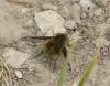Bombylius fimbriatus